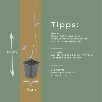 6x Wiesen-Knöterich - Persicaria bistorta - ↕10-25cm - Ø9cm