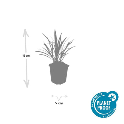 6x Liriope muscari 'Ingwersen' - ↕10-25cm - Ø9cm