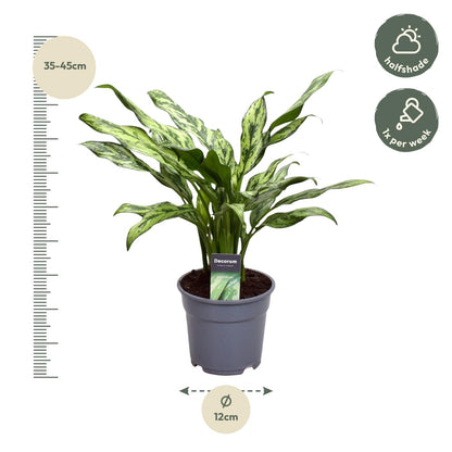 Kolbenfaden - Aglaonema Juliette - 40 cm - ø12