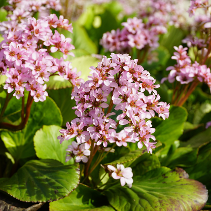 6x Schusterpflanze - Bergenia cordifolia - ↕10-25cm - Ø9cm