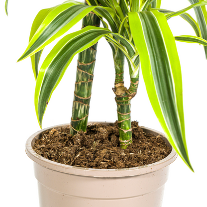 Drachenbaum - Dracaena Deremensis Lemon Lime Ø19cm - ↕70 - 90cm