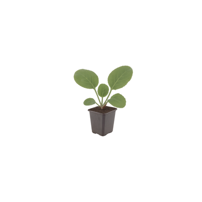 6x Schusterpflanze - Bergenia cordifolia - ↕10-25cm - Ø9cm