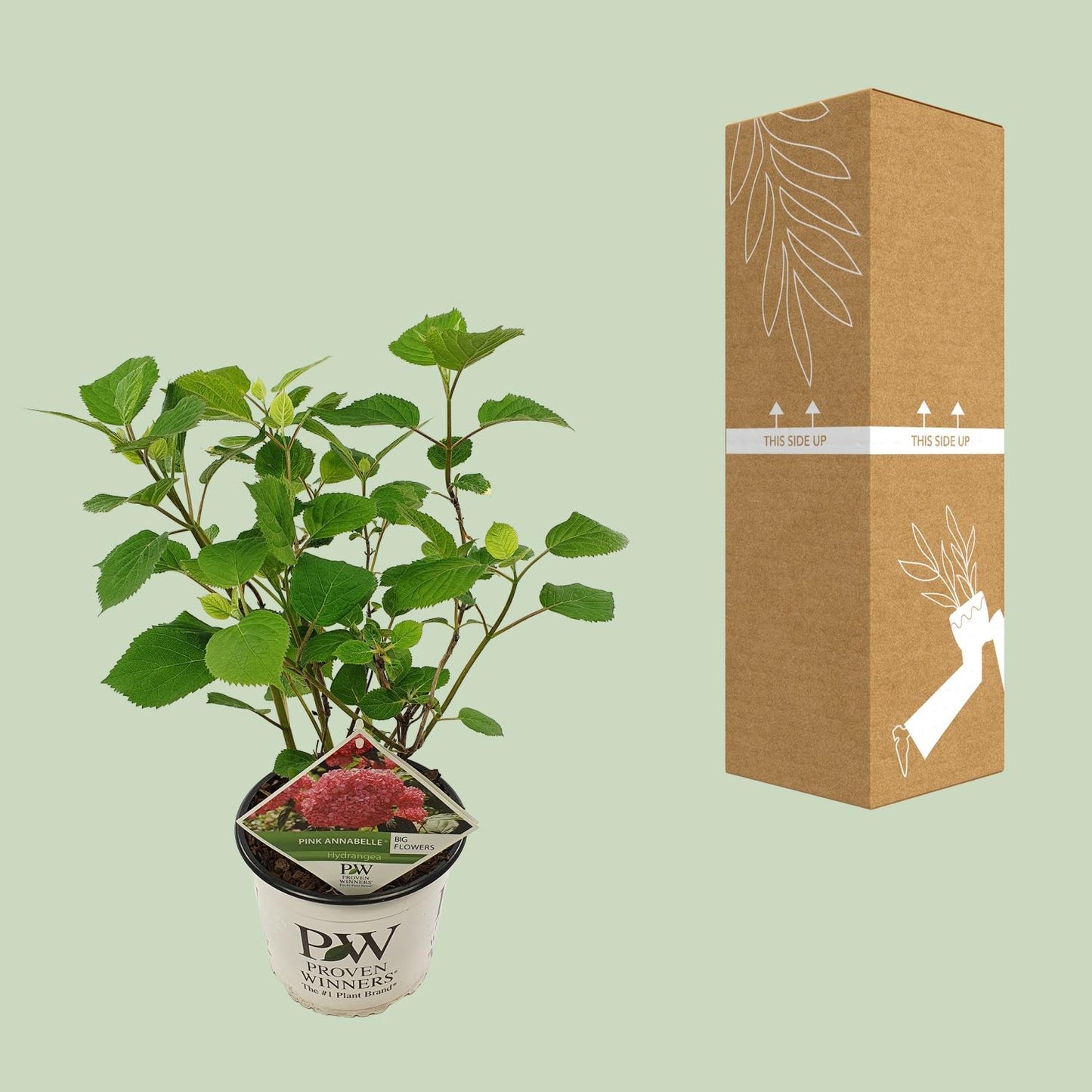 Endlose Hortensie - Hydrangea arbo. 'Pink Annabelle' - Ø19cm - ↕30cm