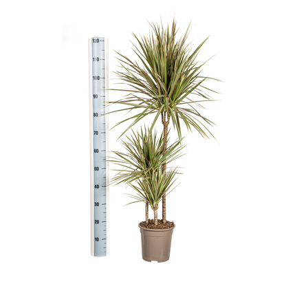Drachenbaum - Dracaena Marginata Bicolor mit Korb Ø21cm - ↕110 - 130cm