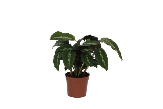 Korbmarante - Calathea Maui Queen - 35 cm - Ø12cm
