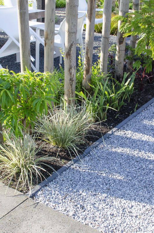 Lomandra longifolia 'White Sands' - Ø19cm - ↕40cm