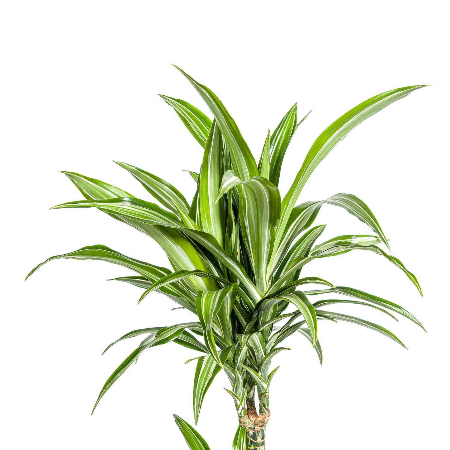Drachenbaum - Dracaena Deremensis White Stripe Ø21cm - ↕90 - 110cm