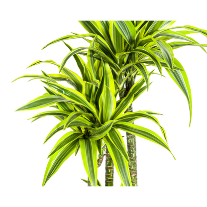 Drachenbaum - Dracaena Deremensis Lemon Lime- Ø27cm - ↕170 - 190cm