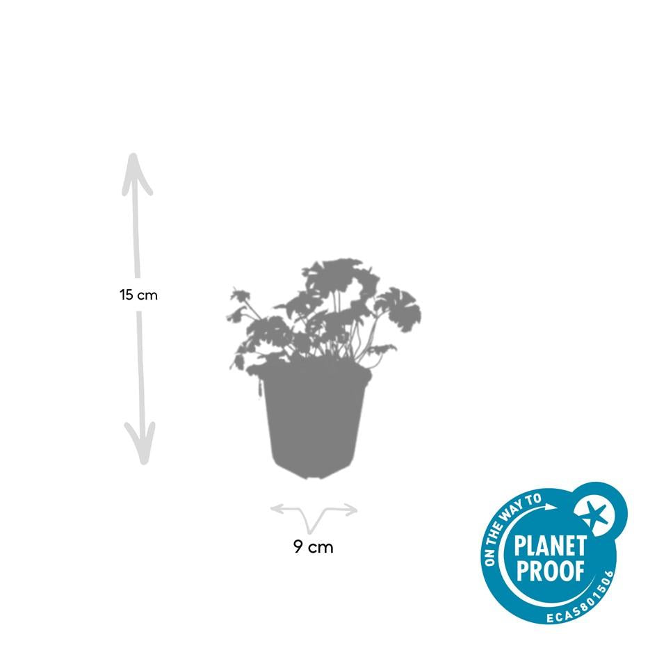 6x Geranium sang. 'Album' - ↕10-25cm - Ø9cm