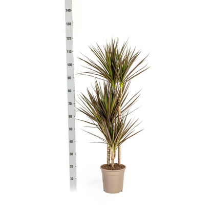 Drachenbaum - Dracaena Marginata Magenta mit Korb Ø21cm - ↕110 - 130cm