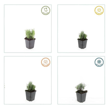 6x Lavandula ang. 'Dwarf Blue' - ↕10-25cm - Ø9cm