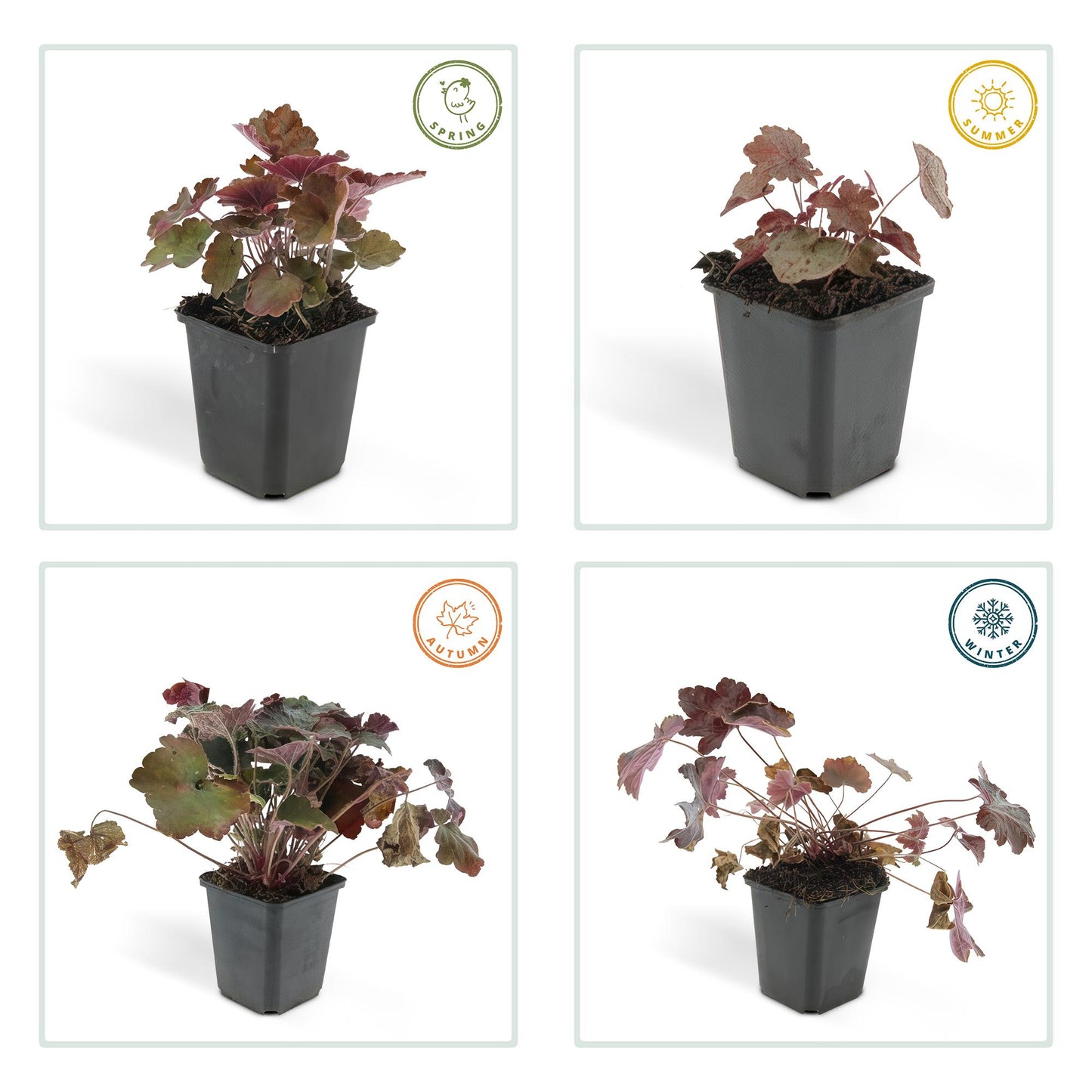 6x Purpurglöckchen - Heuchera mic. 'Palace Purple' - ↕10-25cm - Ø9cm