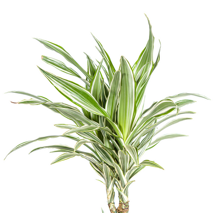 Drachenbaum - Dracaena Deremensis White Stripe Ø24cm - ↕130 - 150cm