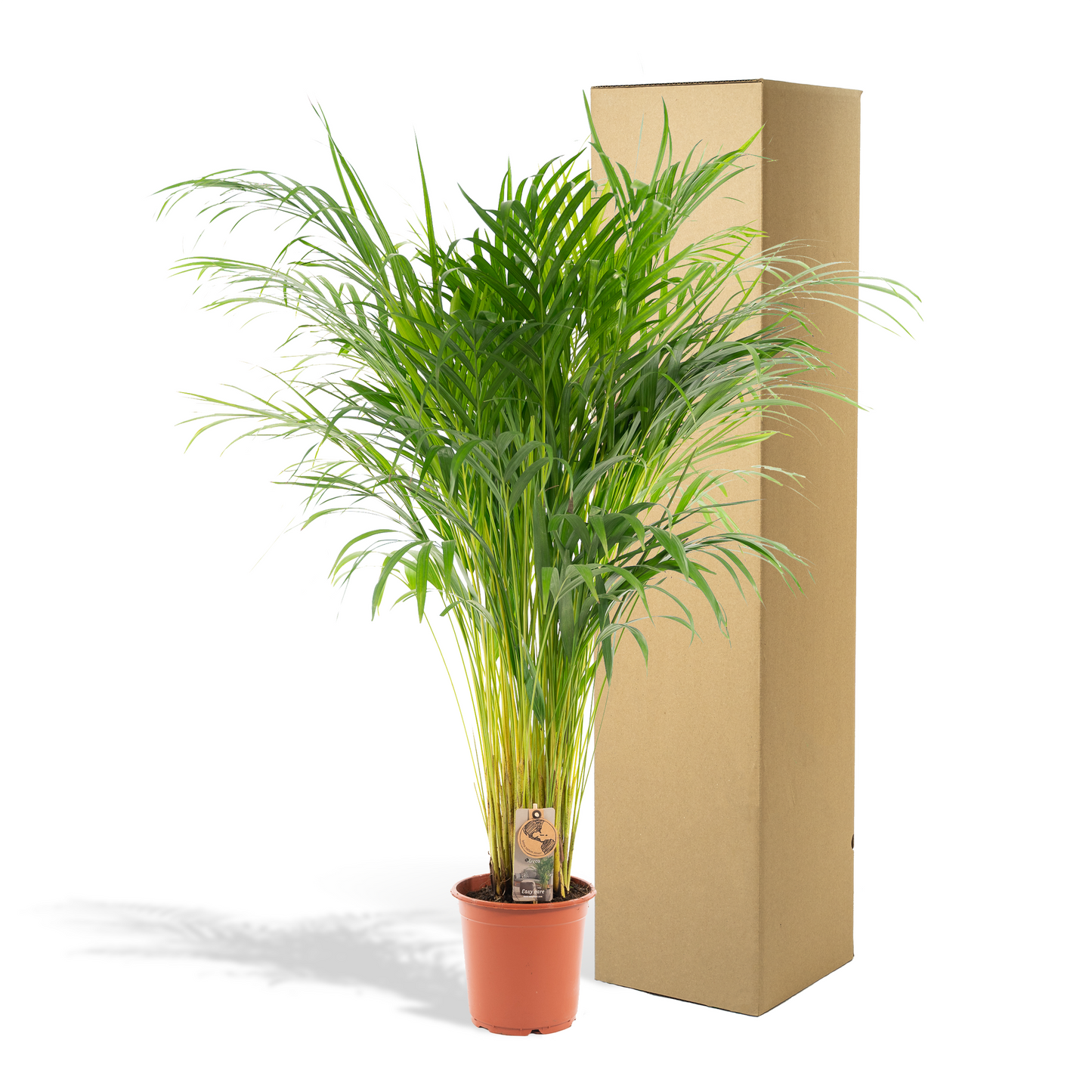Areca-Palme Zimmerpalme - Ø21cm - ↕100cm