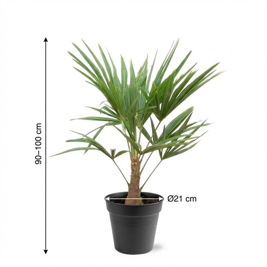 Trachycarpus Fortunei - 90-100cm - Ø21