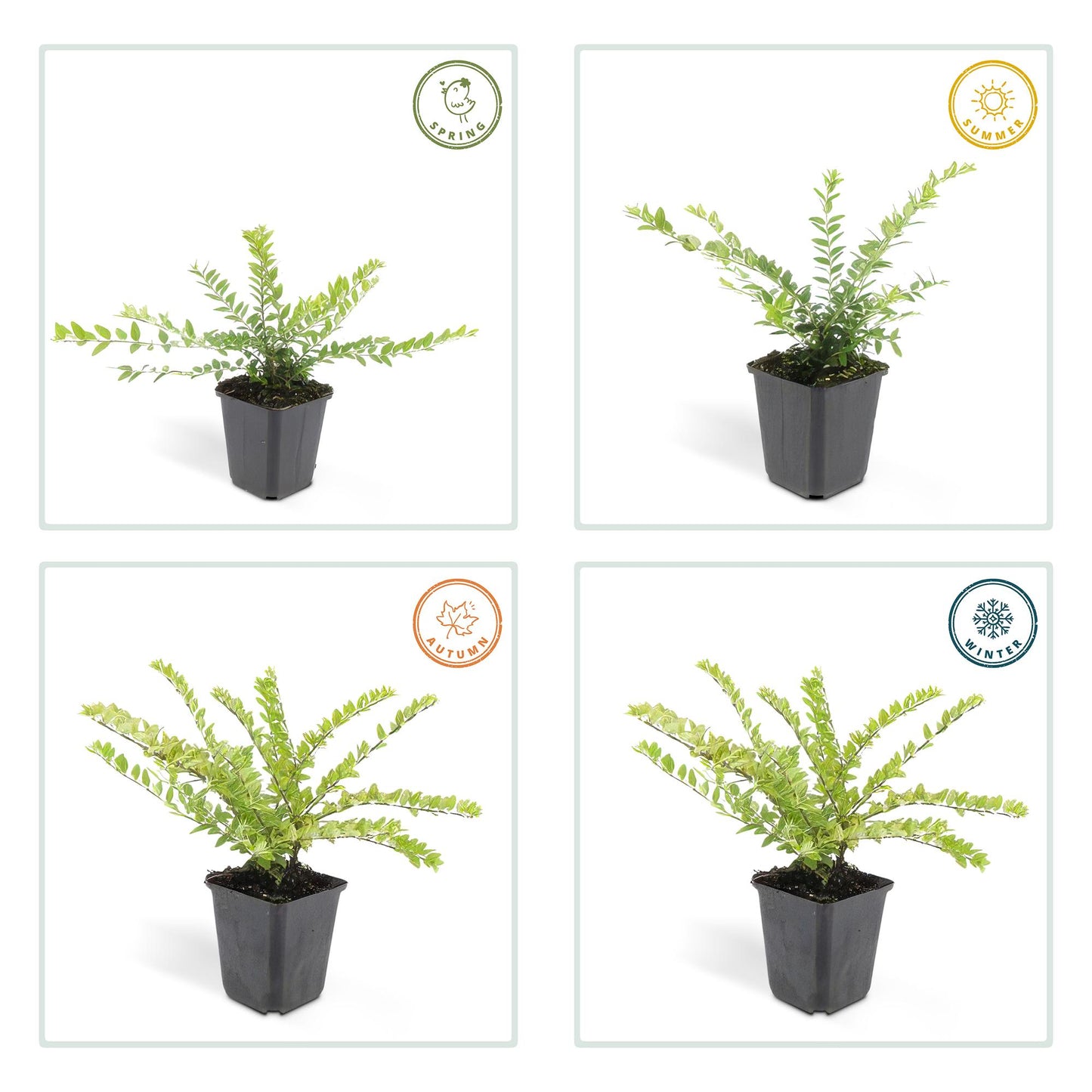 6x Heckenmyrte - Lonicera nit. 'Maigrün' - ↕10-25cm - Ø9cm