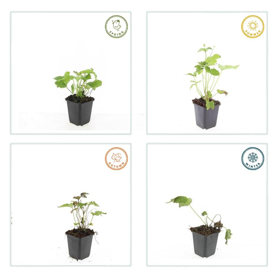 6x Herbstanemone -  Anemone hyb. 'Honorine Jobert' - ↕10-25cm - Ø9cm