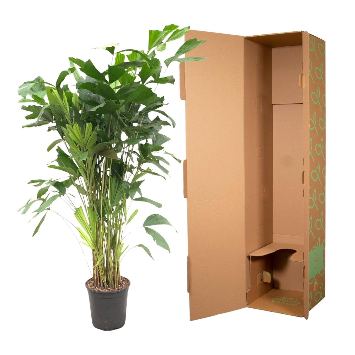 Fischschwanzpalme - Caryota Mitis - 150 cm - ø24