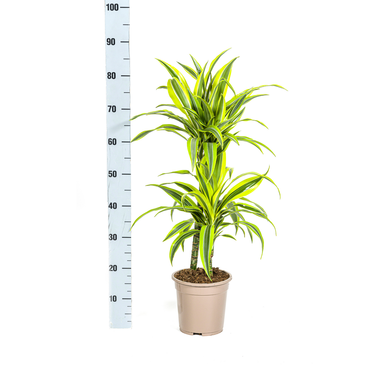 Drachenbaum - Dracaena Deremensis Lemon Lime Ø19cm - ↕70 - 90cm