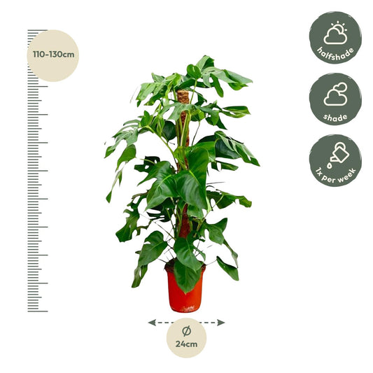 Fensterblatt Monstera Pertusum - 130 cm - ø24