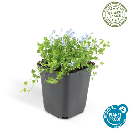 6x Isotoma fluviatilis - Blauer Sternteppich - ↕10-25cm - Ø9cm