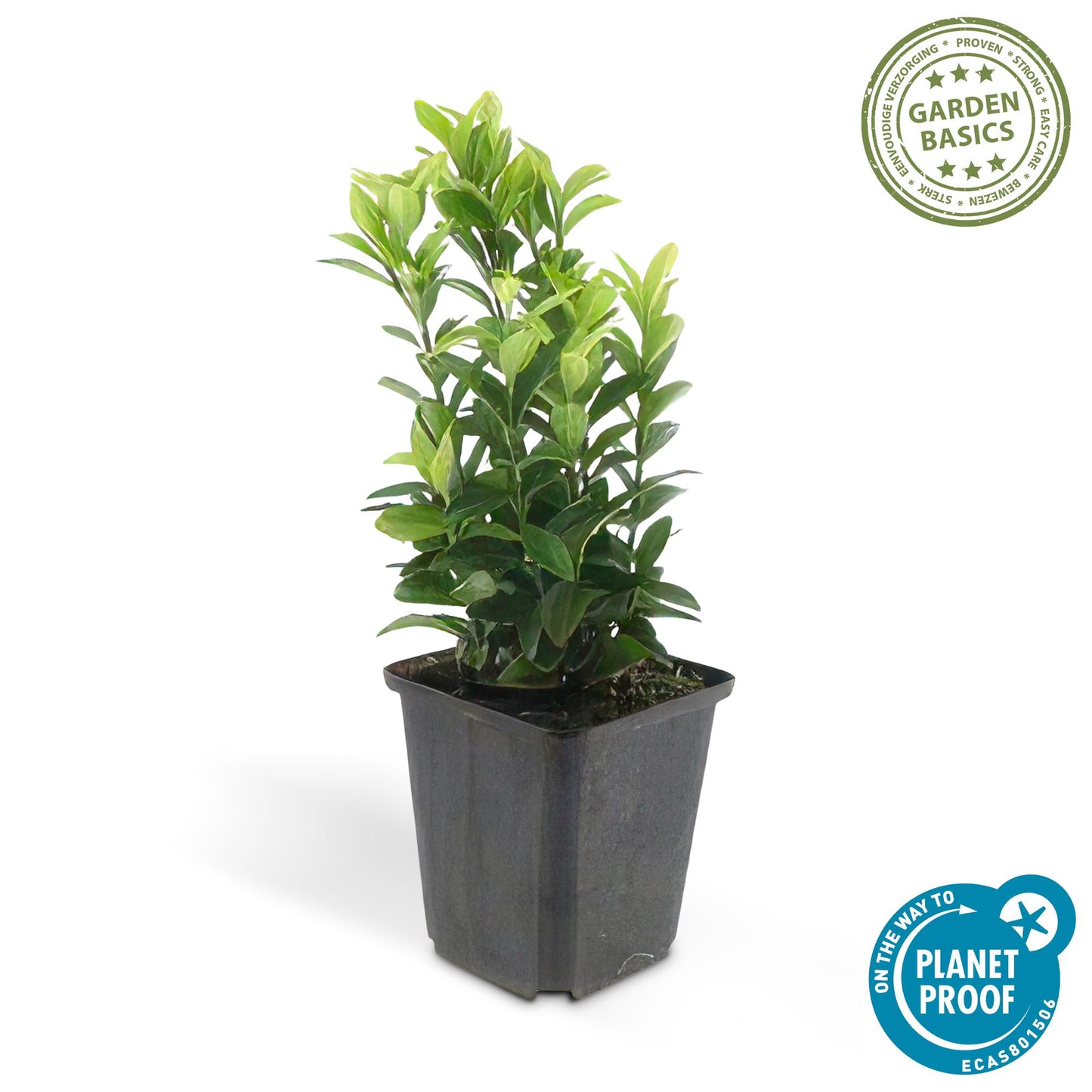 6x Euonymus jap. Green Spire - Buchsbaum-Alternative - ↕10-25cm - Ø9cm