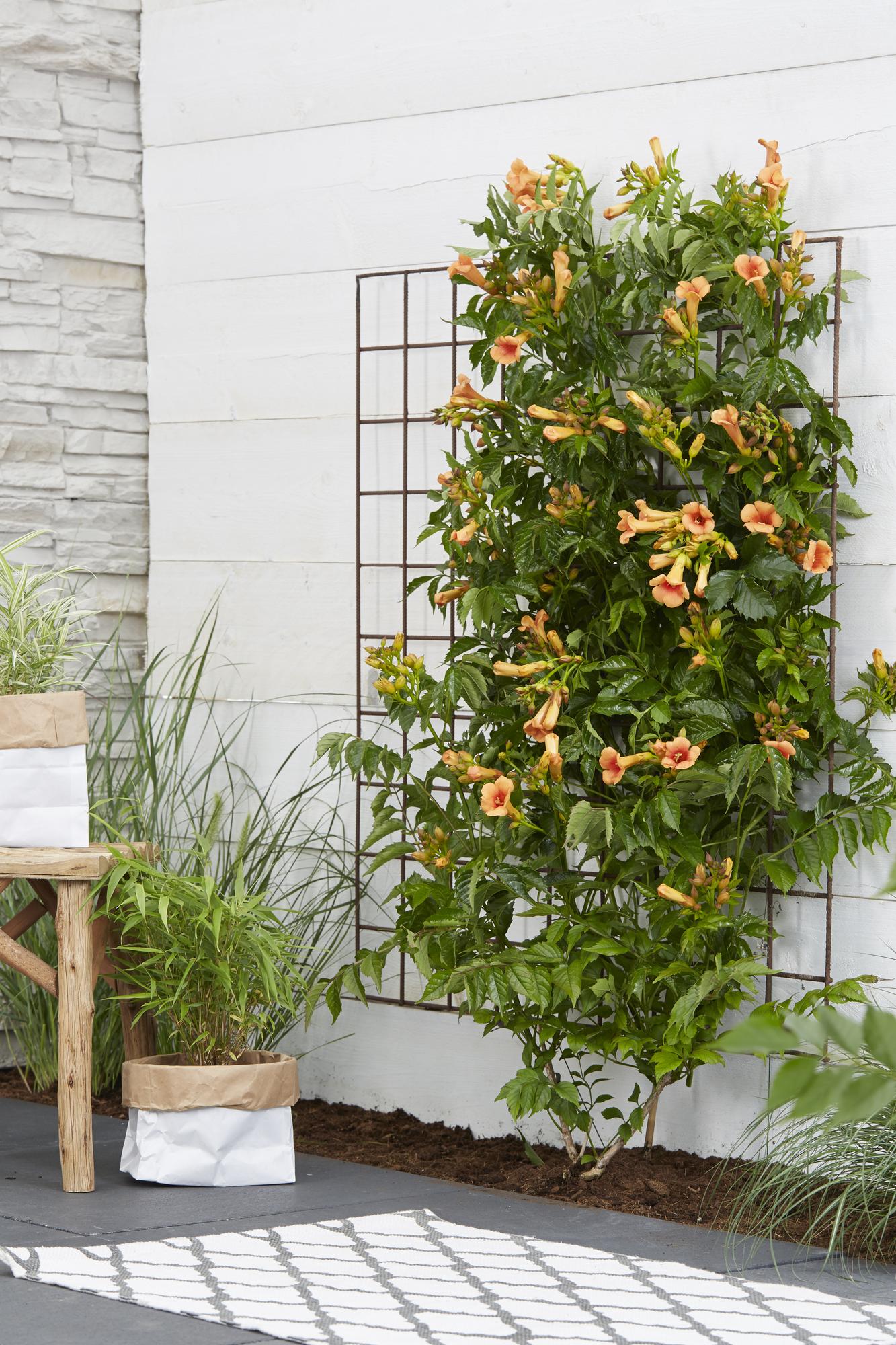 Campsis Indian Summer - Trompetenblume Orange - Ø15cm - ↕65cm - Ø15 - ↨65cm
