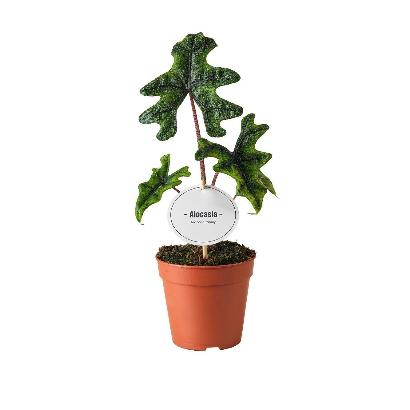 Pfeilblatt - Alocasia Jacklyn - Ø12cm - ↕30cm