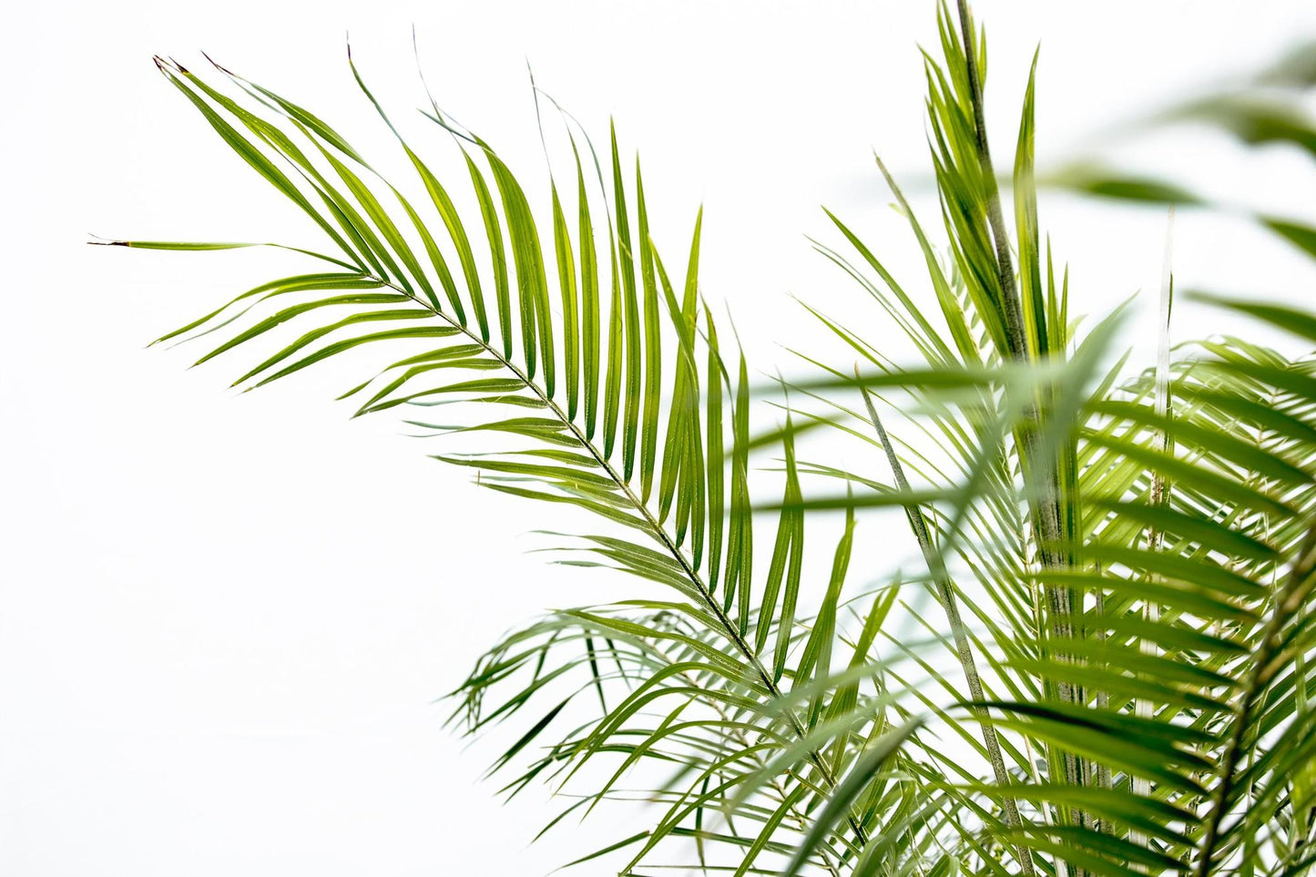 Zwerg-Dattelpalme - Phoenix Roebelenii auf Stiel - 190-200cm