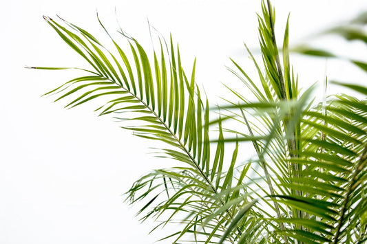 Zwerg-Dattelpalme - Phoenix Roebelenii auf Stiel - 190-200cm