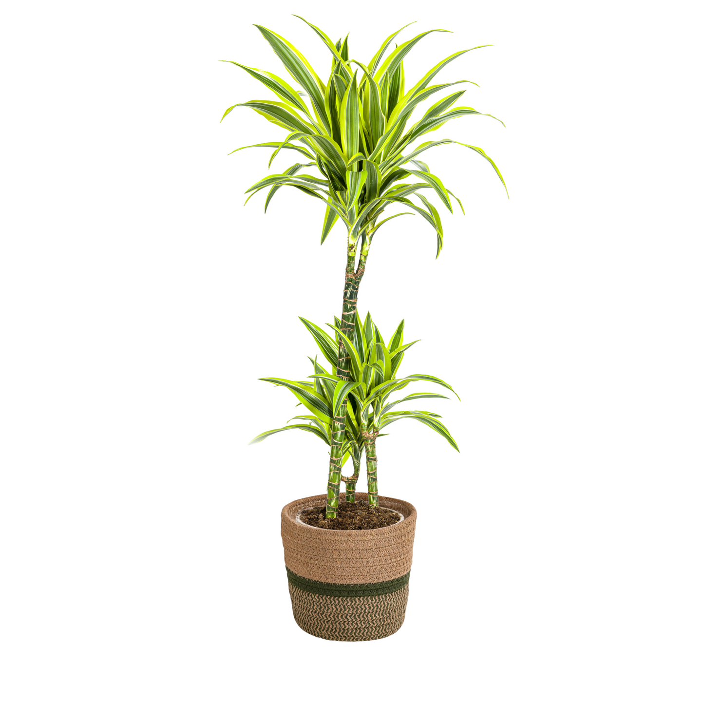 Drachenbaum - Dracaena Deremensis Lemon Lime mit Korb Ø21cm - ↕90 - 110cm