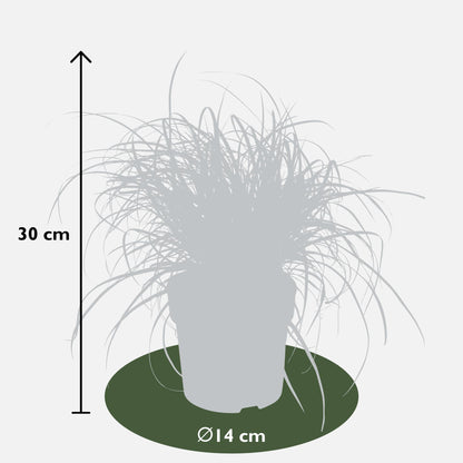 Uncinia rubra Everflame - Ø19cm - ↕40cm - Ø14 - ↨30cm