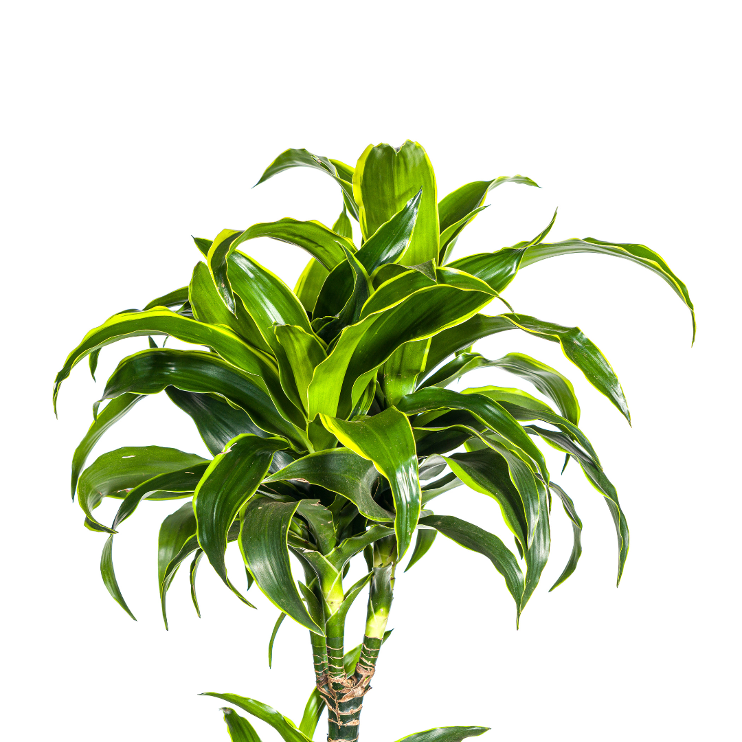Drachenbaum - Dracaena Deremensis Dorado Ø27cm - ↕170 - 190cm