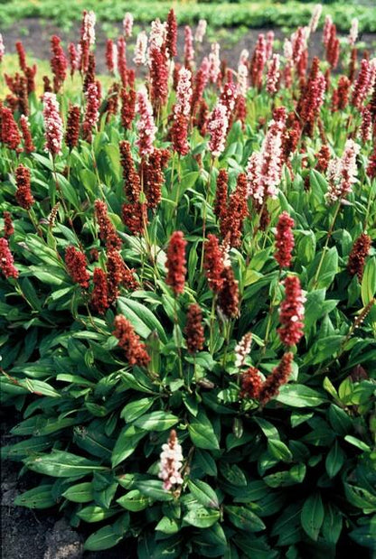 6x Schnecken-Knöterich - Persicaria aff. 'Darjeeling Red' - ↕10-25cm - Ø9cm