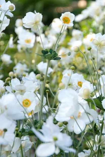 6x Herbstanemone -  Anemone hyb. 'Honorine Jobert' - ↕10-25cm - Ø9cm