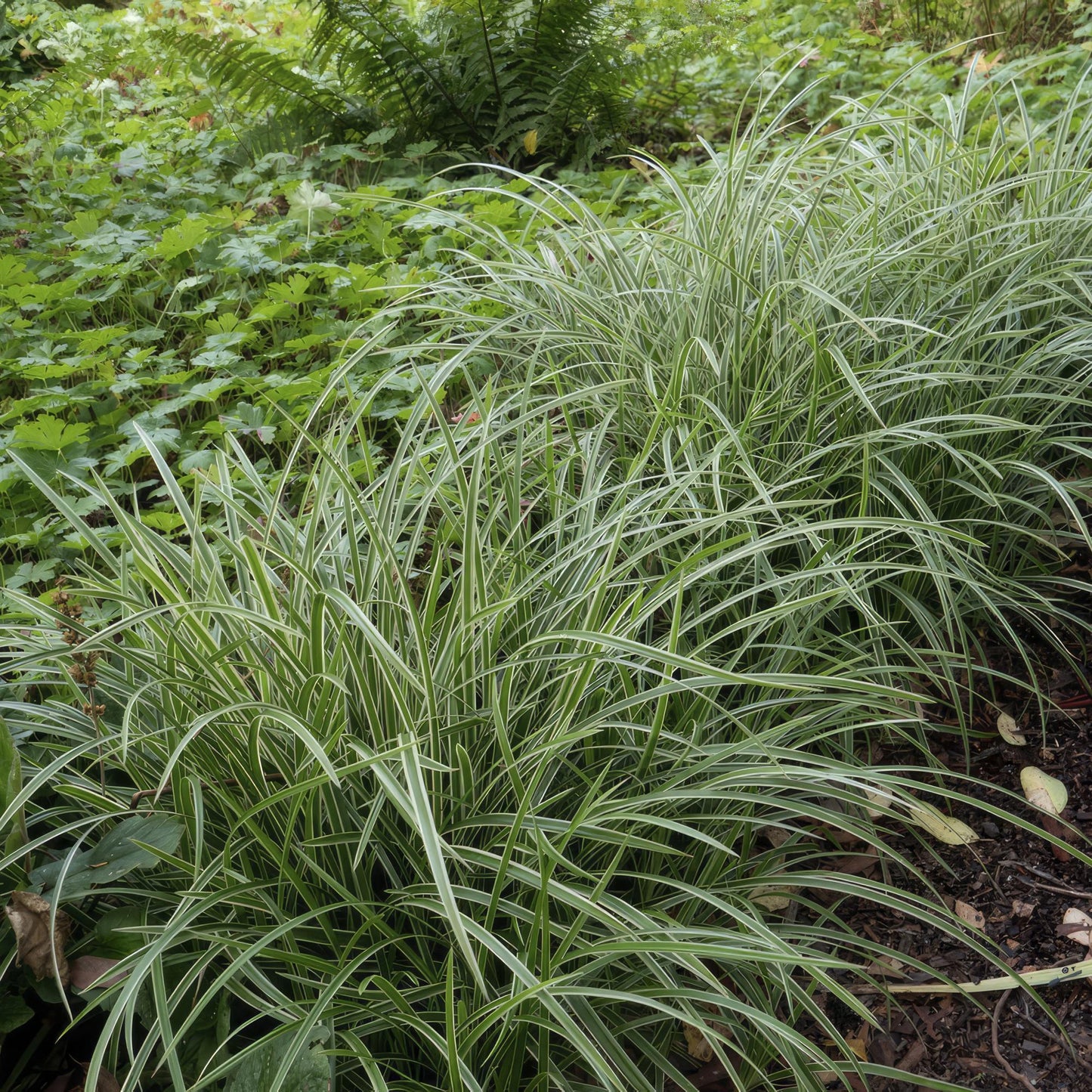 6x Carex morrowii 'Ice Dance' - ↕10-25cm - Ø9cm