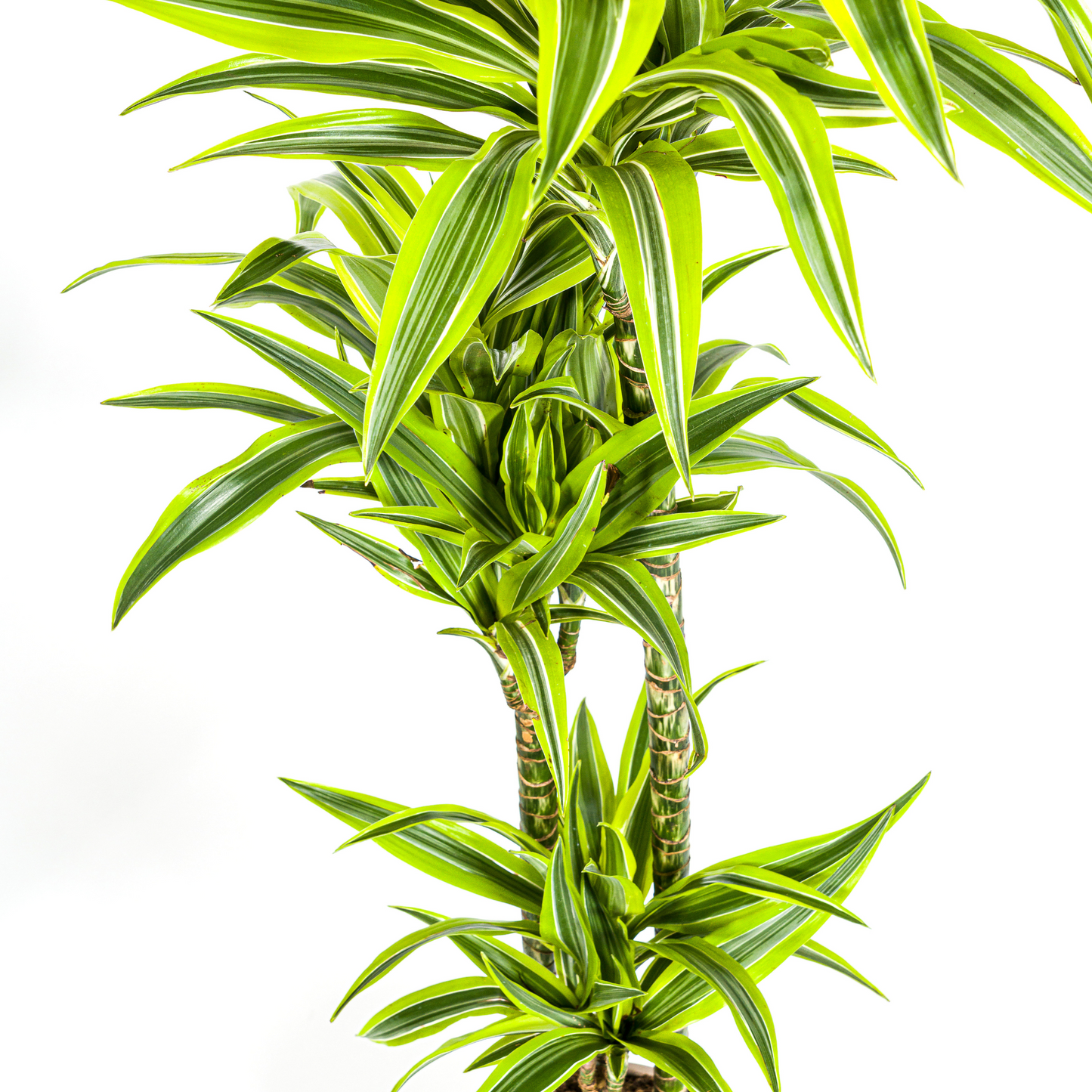 Drachenbaum - Dracaena Deremensis Lemon Lime Ø24cm - ↕130 - 150cm