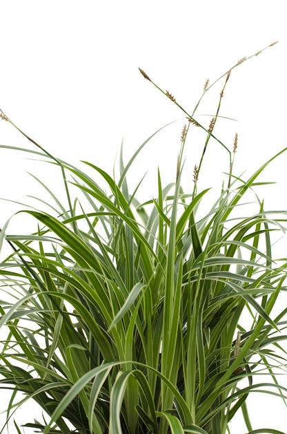 Zegge - Carex morrowii 'Ice Dance' - Ø14cm - ↕30cm