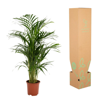 Zimmerpalme Areca-Palme - Ø17cm - ↕70cm