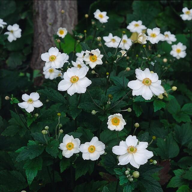 6x Herbstanemone -  Anemone hyb. 'Honorine Jobert' - ↕10-25cm - Ø9cm