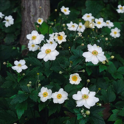 6x Herbstanemone -  Anemone hyb. 'Honorine Jobert' - ↕10-25cm - Ø9cm