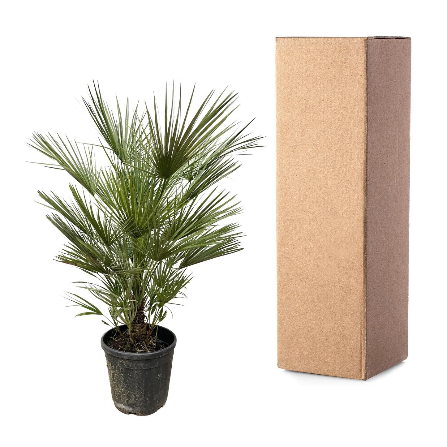 Chamaerops Humilis - 150cm- ø30cm