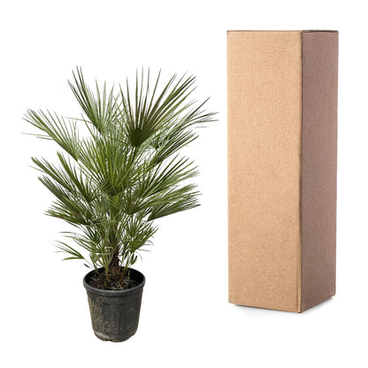 Chamaerops Humilis - 150cm- ø30cm