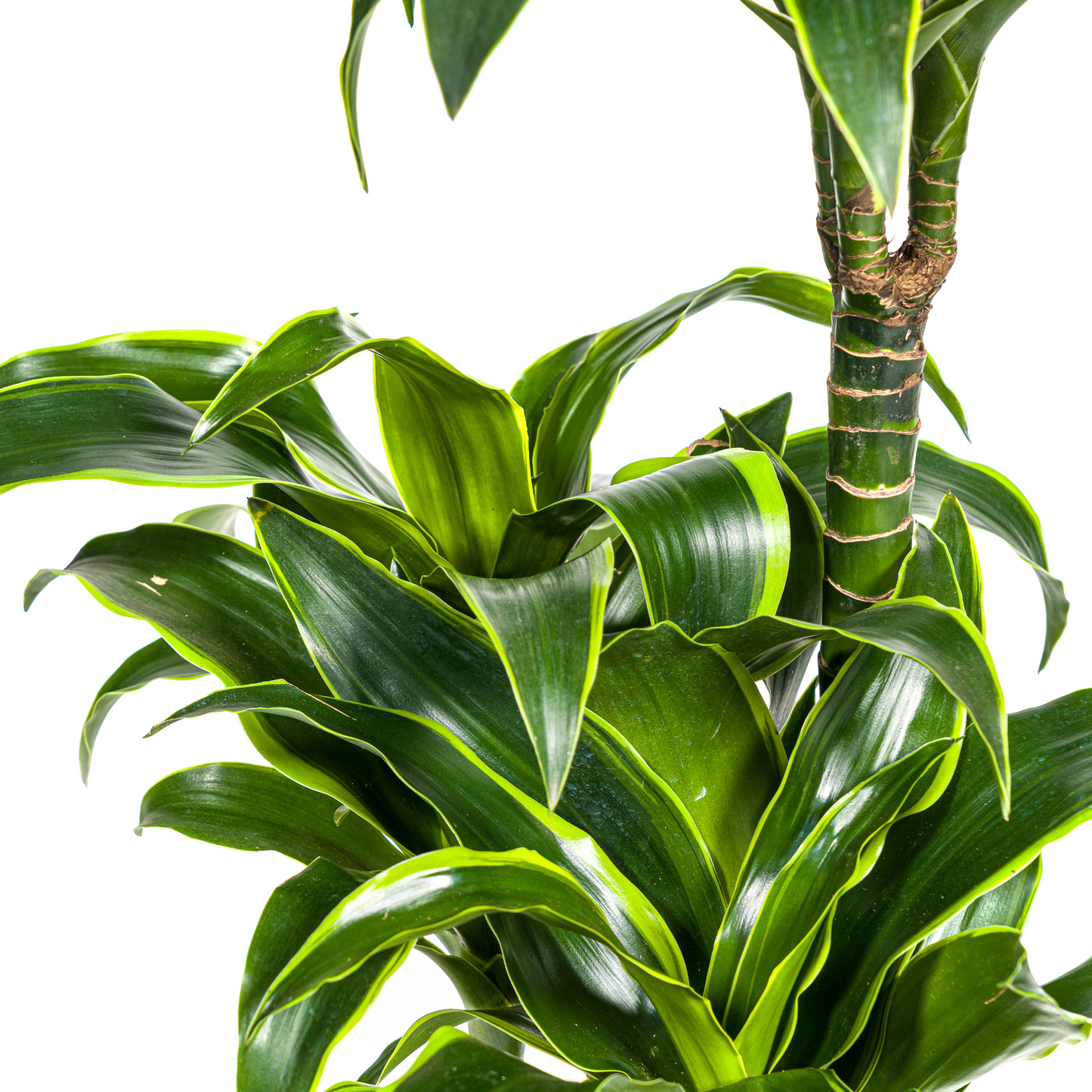 Drachenbaum - Dracaena Deremensis Dorado Ø21cm - ↕100 - 120cm