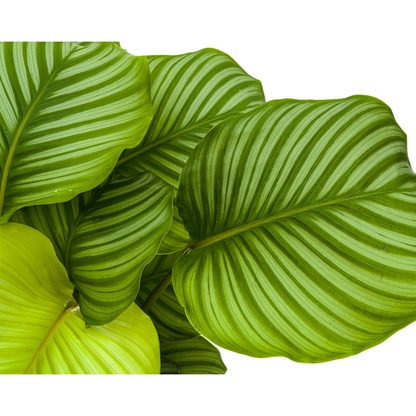 Korbmarante - Calathea Orbifolia Ø27cm - ↕70 - 90cm