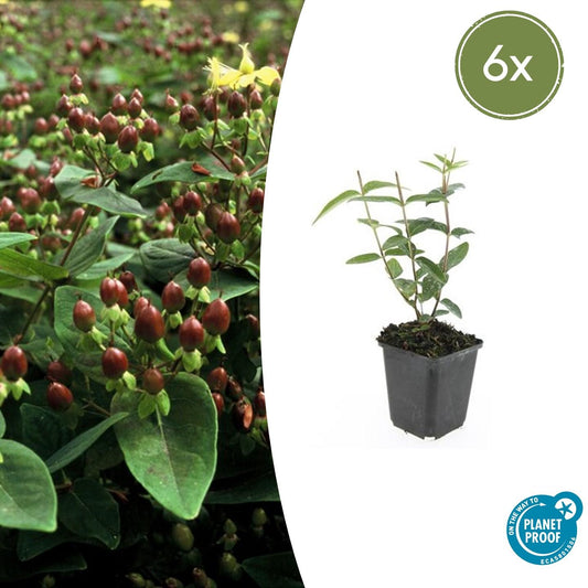 6x Hypericum inodorum 'Rheingold' - ↕10-25cm - Ø9cm