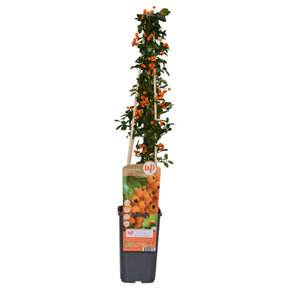 Feuerdorn - Pyracantha 'Soleil dOr' - Ø15cm - ↕65cm