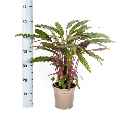 Korbmarante - Calathea Rufibarba Ø17cm - ↕40 - 50cm
