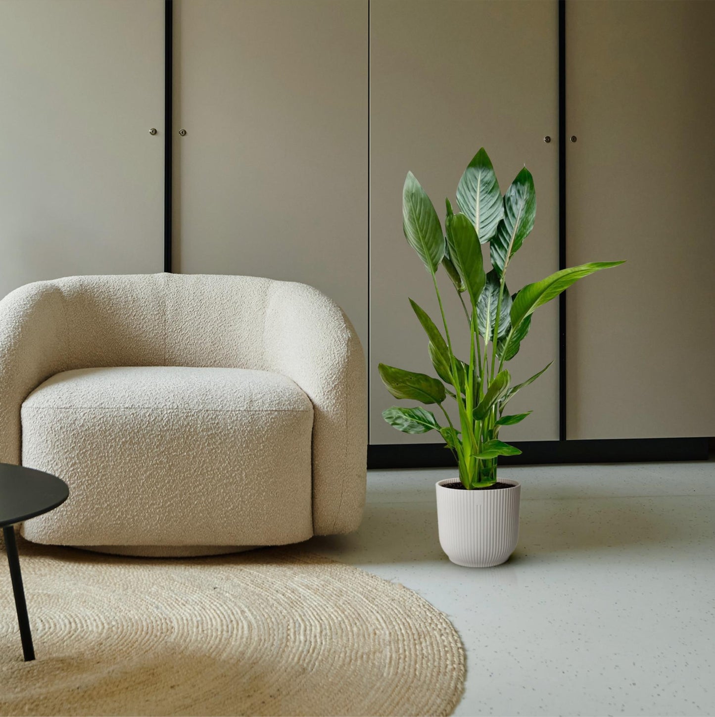 Paradiesvogelblume - Strelitzia Reginae - 120 cm - Ø21