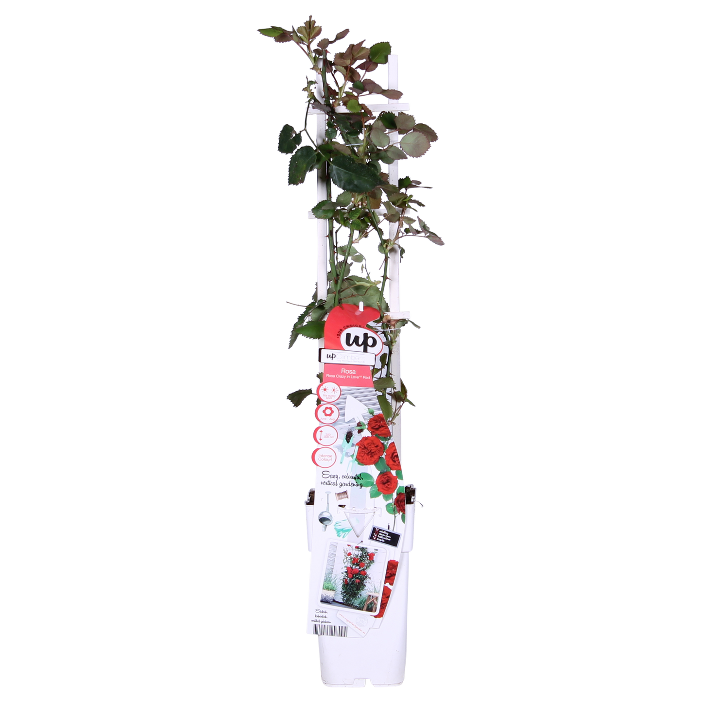 3x - Rosa Crazy in love 'Red' - ↨65cm - Ø15